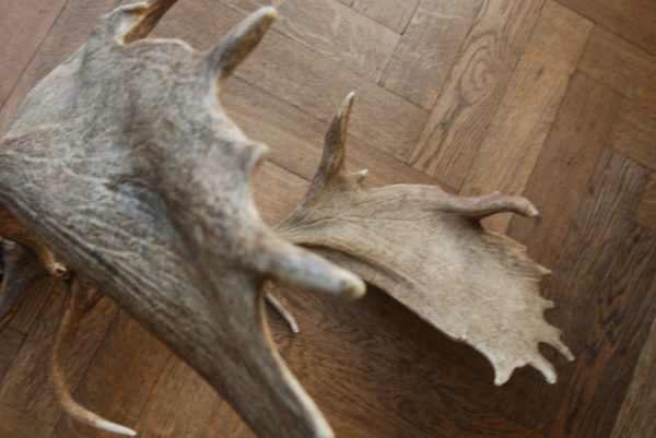 Antlers of a fallow deer mounted on an aluminum skull.