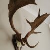 Antlers of a fallow deer mounted on an aluminum skull.