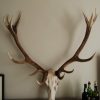 Good skull of a red stag. Nice heavy antlers