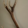 Good skull of a red stag. Nice heavy antlers