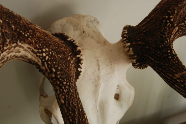 Good skull of a red stag. Nice heavy antlers