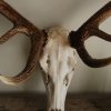 Old big skull of an impala. Impala skull