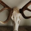 Big,abnormal pair of antlers of a red stag.