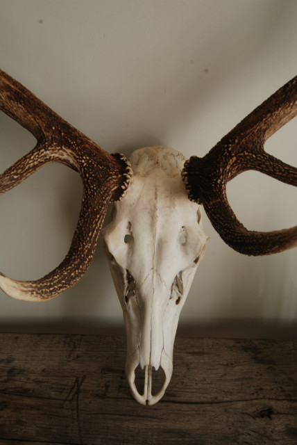 Good skull of a red stag. Nice heavy antlers