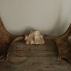 Old pair of antlers of a moose.