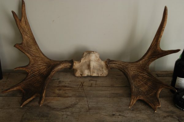 Old pair of antlers of a moose.