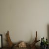 Old pair of antlers of a moose.