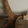 Old pair of antlers of a moose.