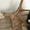 Old pair of antlers of a moose.
