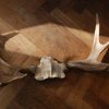 Skull, antlers of a red stag.