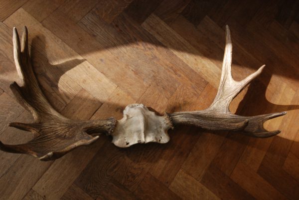 Old pair of antlers of a moose.