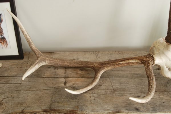 Pair of antlers of a red stag.