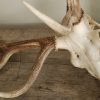 Pair of antlers of a red stag.