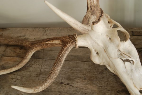 Pair of antlers of a red stag.