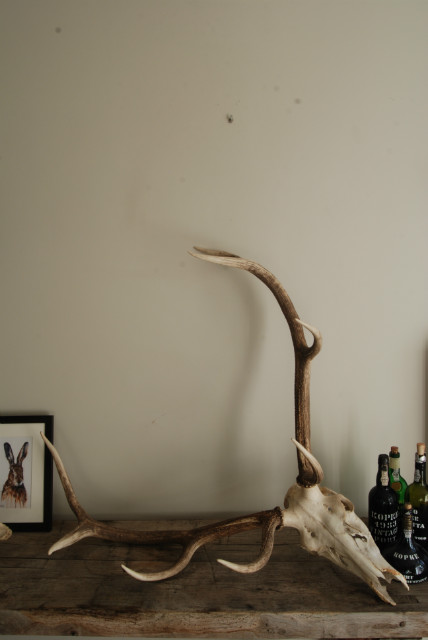 Pair of antlers of a red stag.