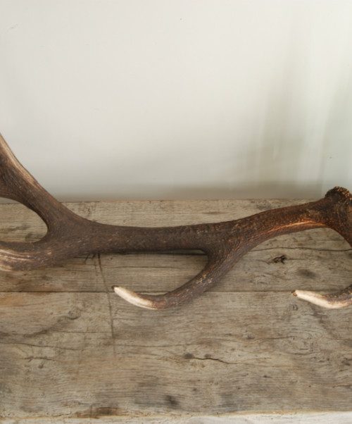 Antlers of a red stag.