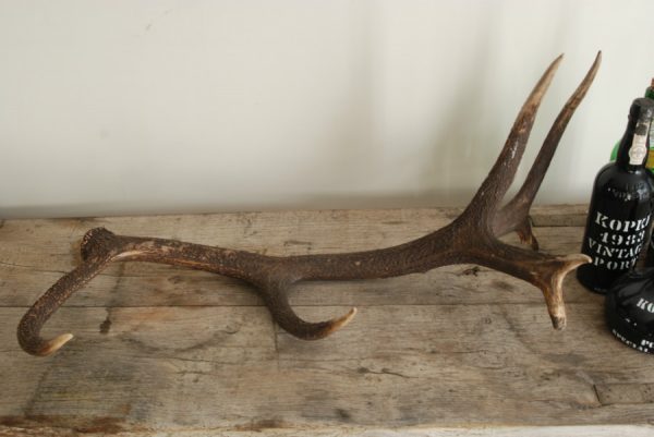 Antler of a red stag.