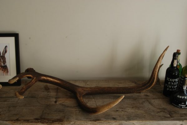 Enormous antlers of a red stag