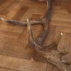 Old skull, horns of a grandgazelle on a hard wooden panel.