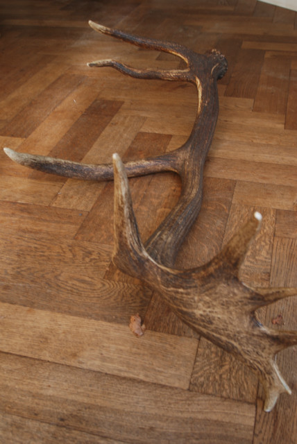 Enormous antlers of a red stag