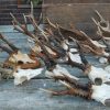 13 geweitjes van sterke reebokken.
