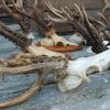 13 pair of antlers of strong roe bocks