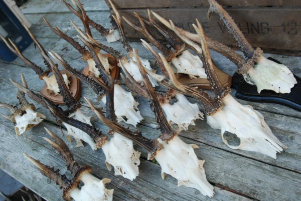 13 pair of antlers of strong roe bocks