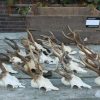 15 roe bock antlers.