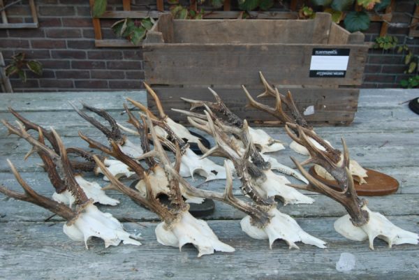 15 roe bock antlers.