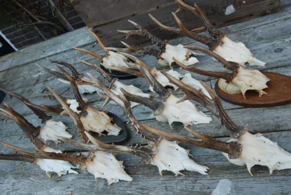 15 roe bock antlers.