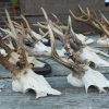 15 roe bock antlers.