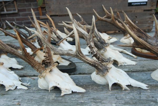 15 roe bock antlers.