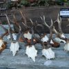 9 strong + abnorm roe bock antlers.