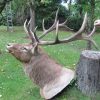 Hugh trophy head of a Rusian maral.