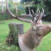 Hugh trophy head of a Rusian maral.