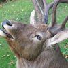 Hugh trophy head of a Rusian maral.