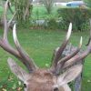 Hugh trophy head of a Rusian maral.