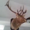 New  shouldermount of a Scandinavian moose. Excelent taxidermy.