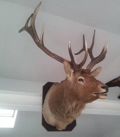 Hugh trophy head of a Rusian maral.