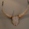 Skull / horns of a big bull.
