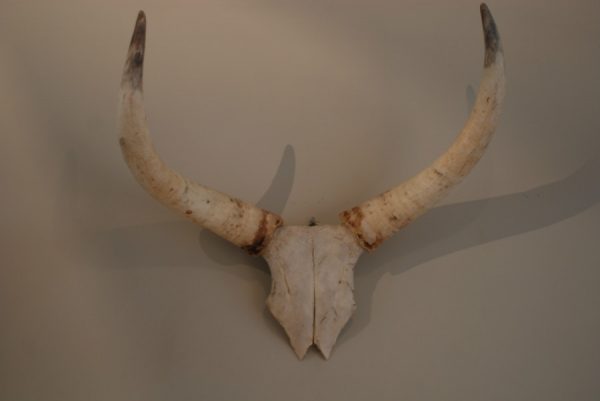 Skull / horns of a big bull.