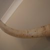 Skull / horns of a big bull.