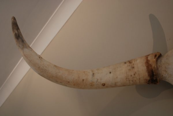 Skull / horns of a big bull.