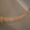 Skull / horns of a big bull.