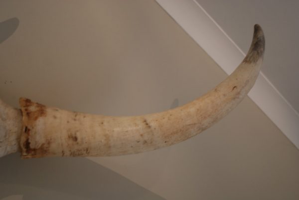 Skull / horns of a big bull.