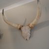 Skull / horns of a big bull.