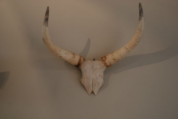 Skull / horns of a big bull.
