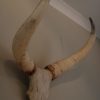 Zeer grote schedel van een Afrikaanse Kaapse Buffel.