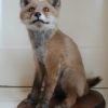 Nice stuffed young fox. Realistic taxidermy.