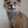 Nice stuffed young fox. Realistic taxidermy.